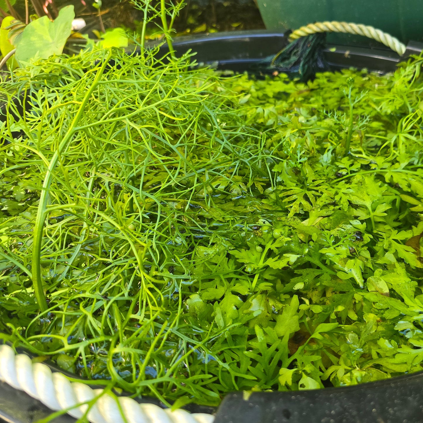 Large amount of water Sprite in outdoor tub.