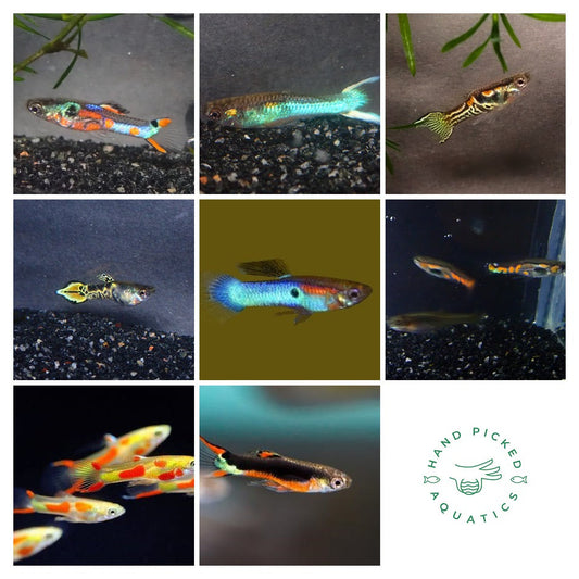 Endler's livebearer - Poecilia Wingei - Assorted Males only