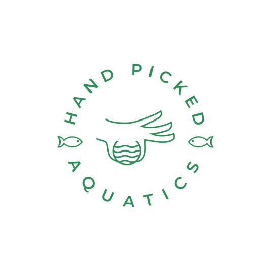 Endler's livebearer - Mauve Steel