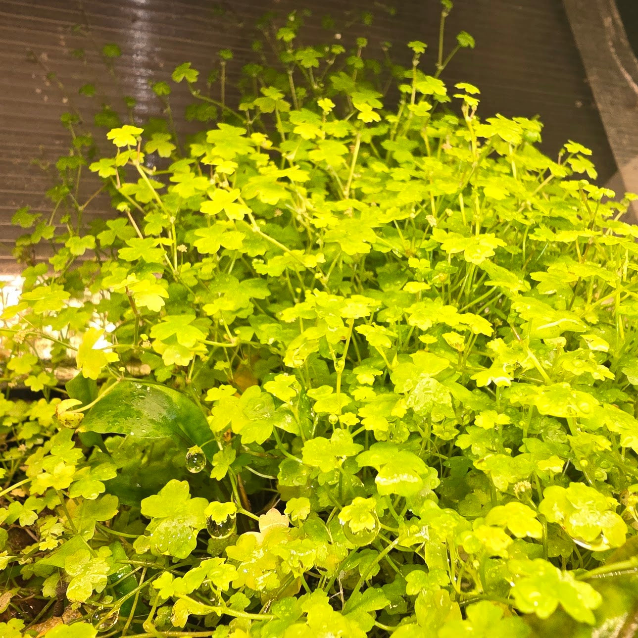 Plant - Hydrocotyle tripartite 'Japan' mini