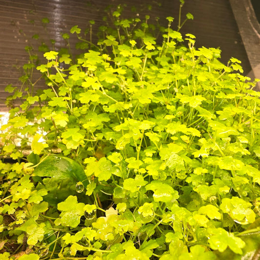 Plant - Hydrocotyle tripartite 'Japan' mini