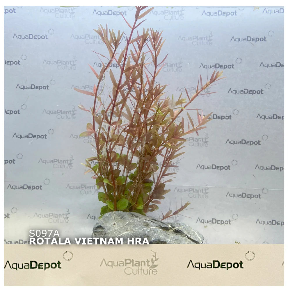 Rotala Vietnam H'ra