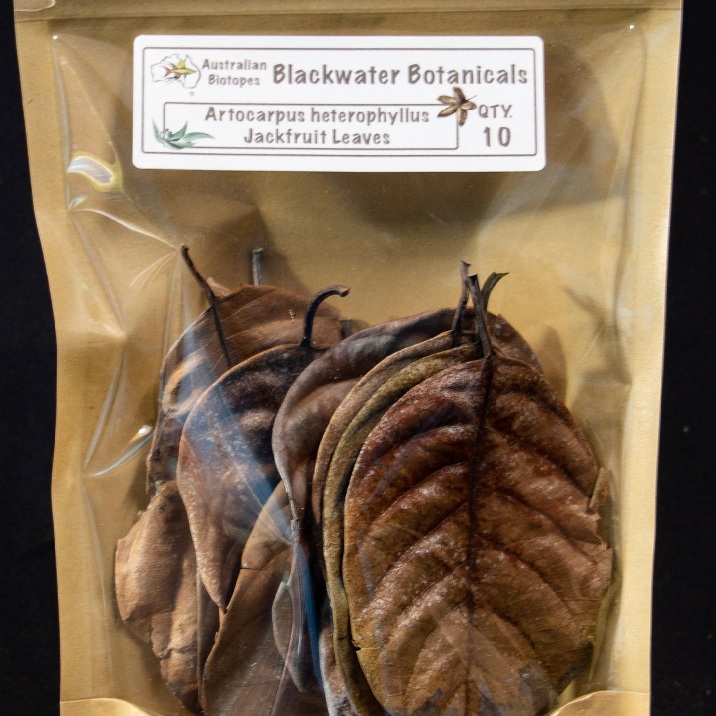 Jackfruit Leaves x 10 | Blackwater Botanicals