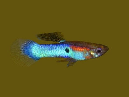 Endler's livebearer - Poecilia Wingei - Assorted Males only