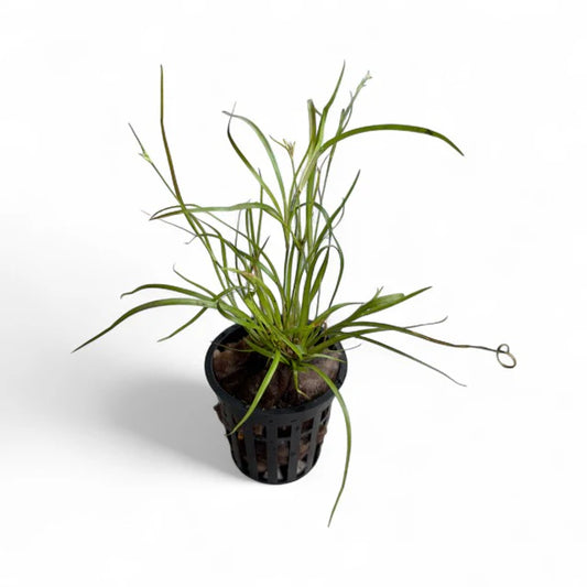 Juncus repens , stem green leaves in black pot on a white background