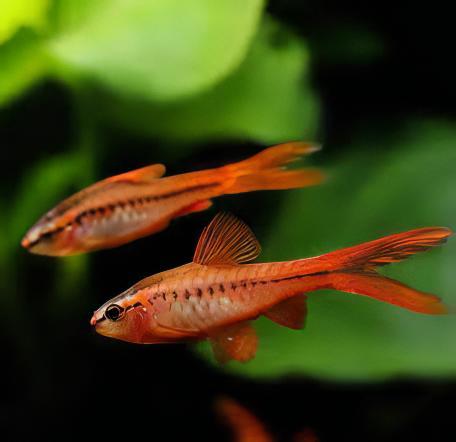 Longfin Cherry Barb - Puntius Titteya