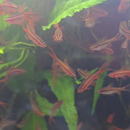 Fish swimming in an aquarium with green plants