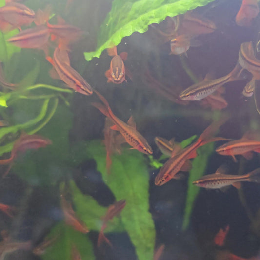 Fish swimming in an aquarium with green plants