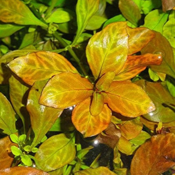 ludwigia atlantis dark orange up close