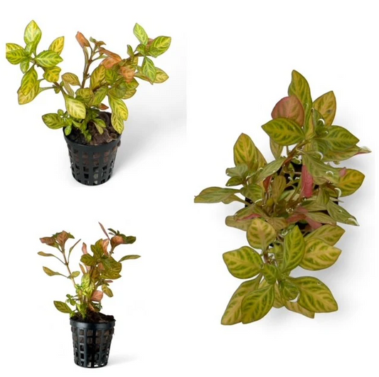 Plant - Ludwigia Atlantis “Dark Orange” Pot