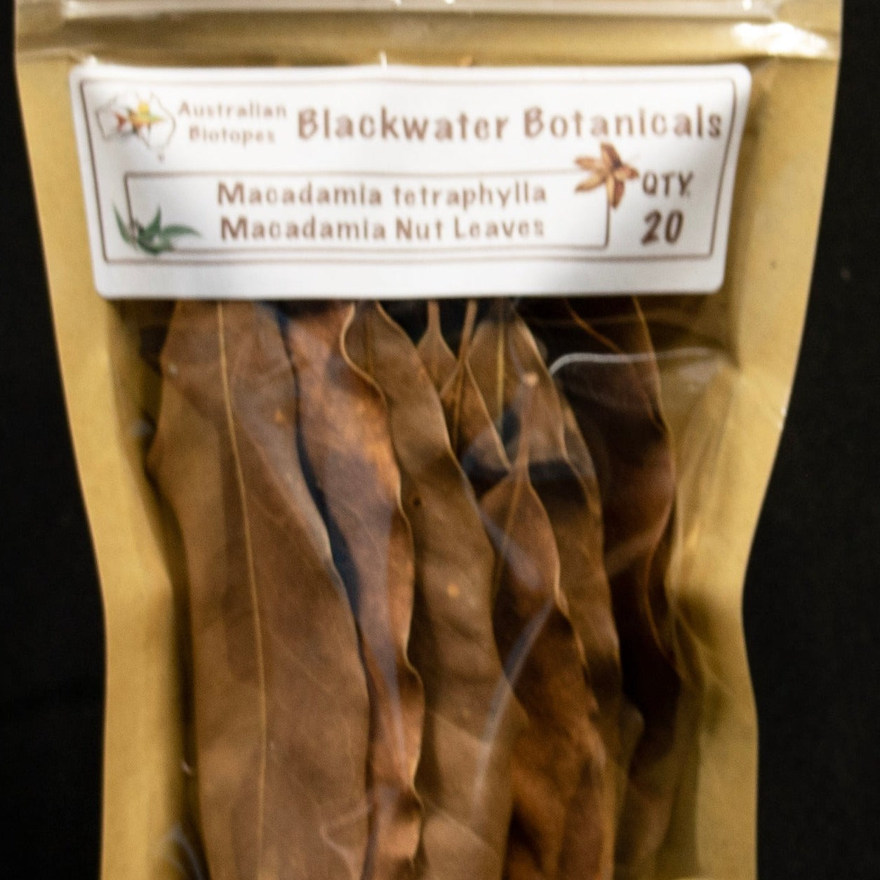 Macadamia Nut Leaves pack of 20 from Australian Biotopes Blackwater Botanicals