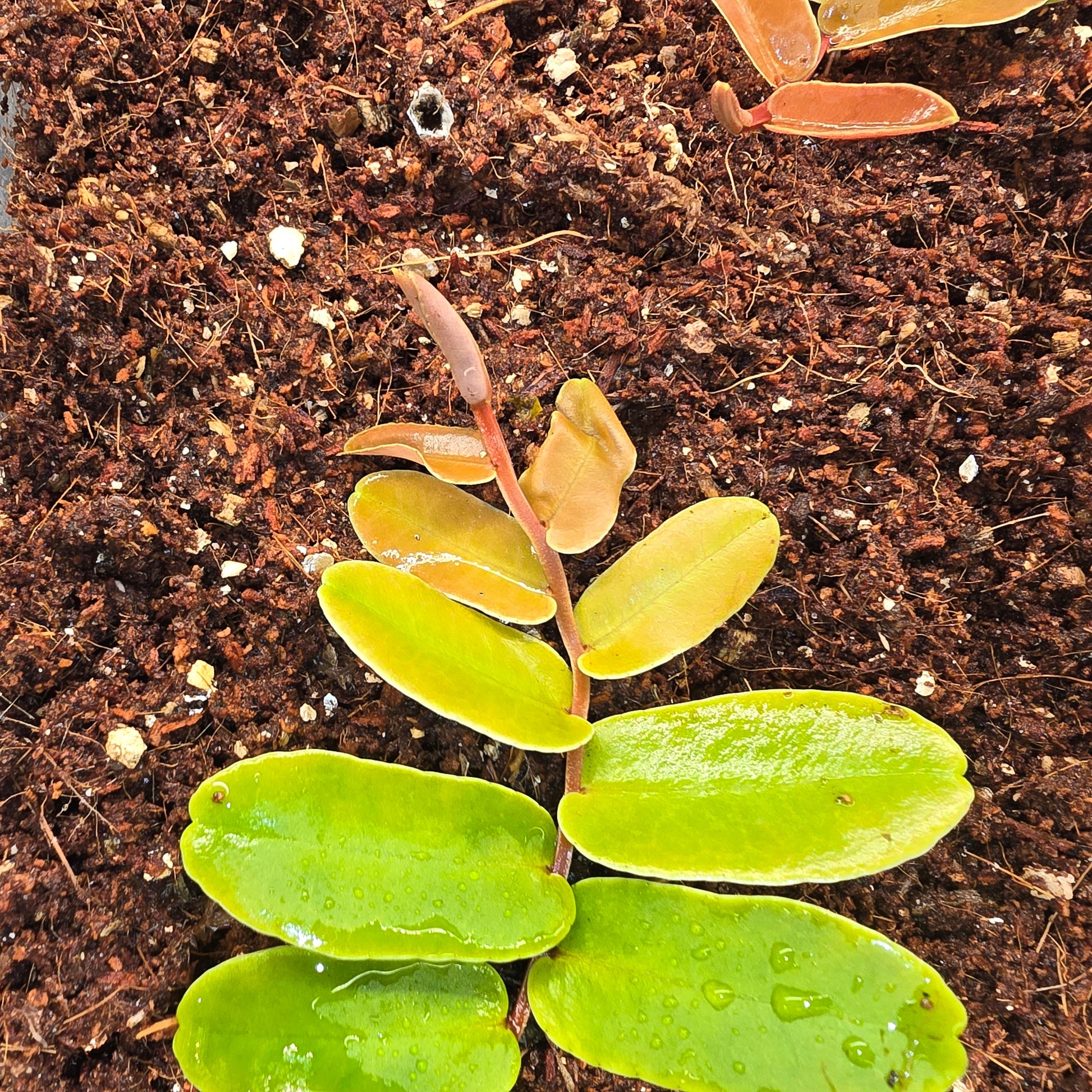 Marcgravia Sintenisii