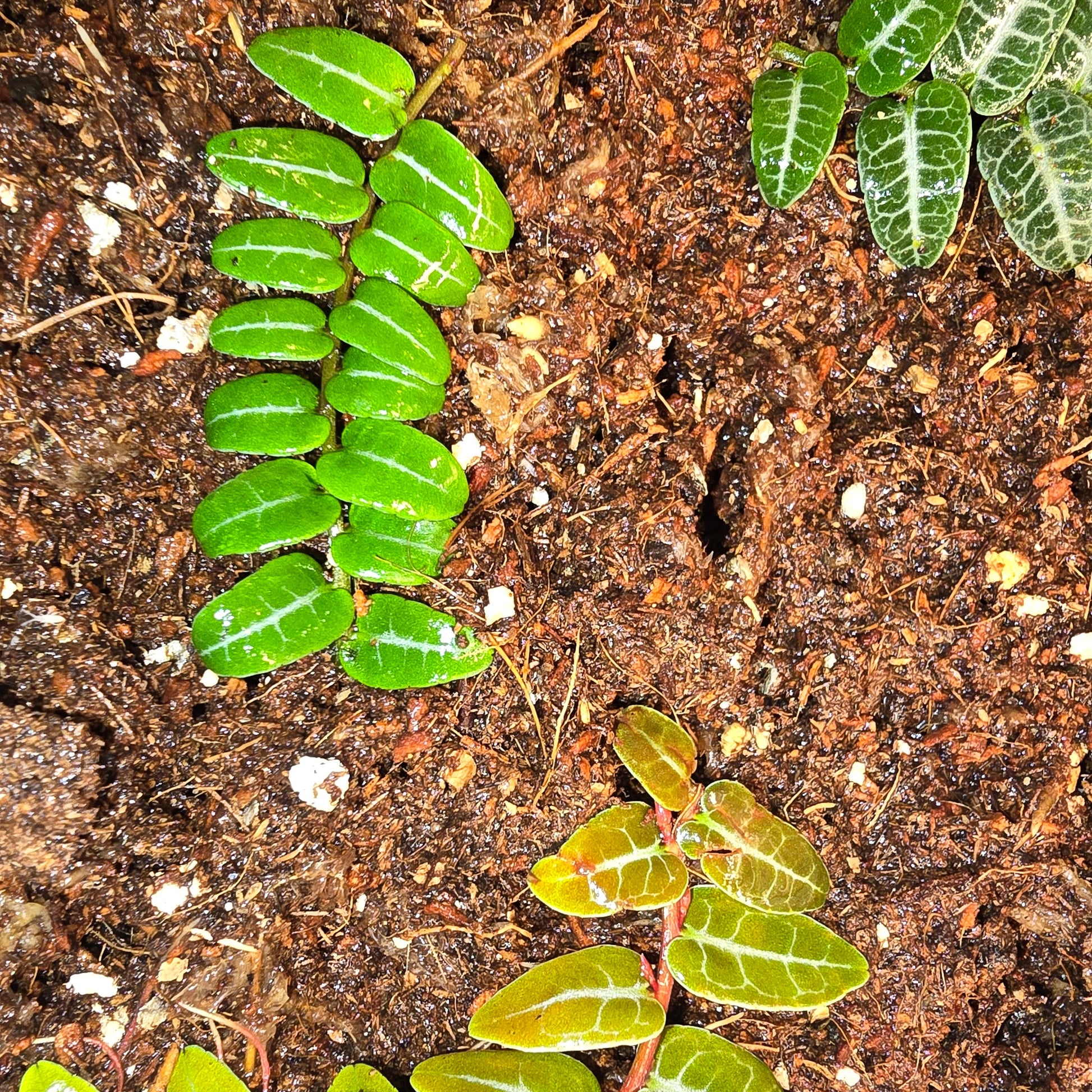Marcgravia Umbellata Red