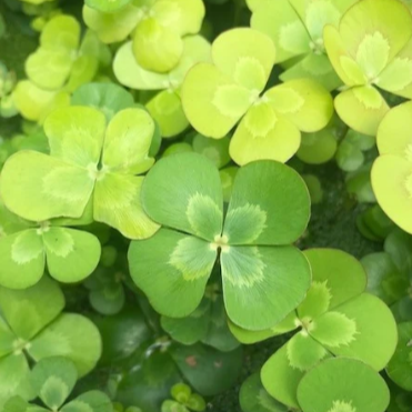 Marsilea Drummondii in pot