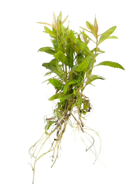 Proserpinaca Palustris | Mermaid Weed