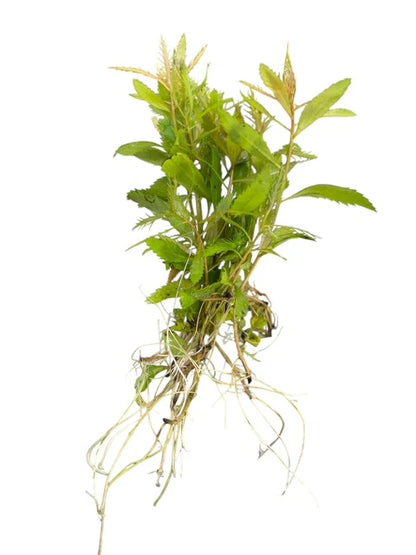 Proserpinaca Palustris | Mermaid Weed