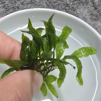 Micro Java Fern clump held in fingers above a white bowl on a gray background