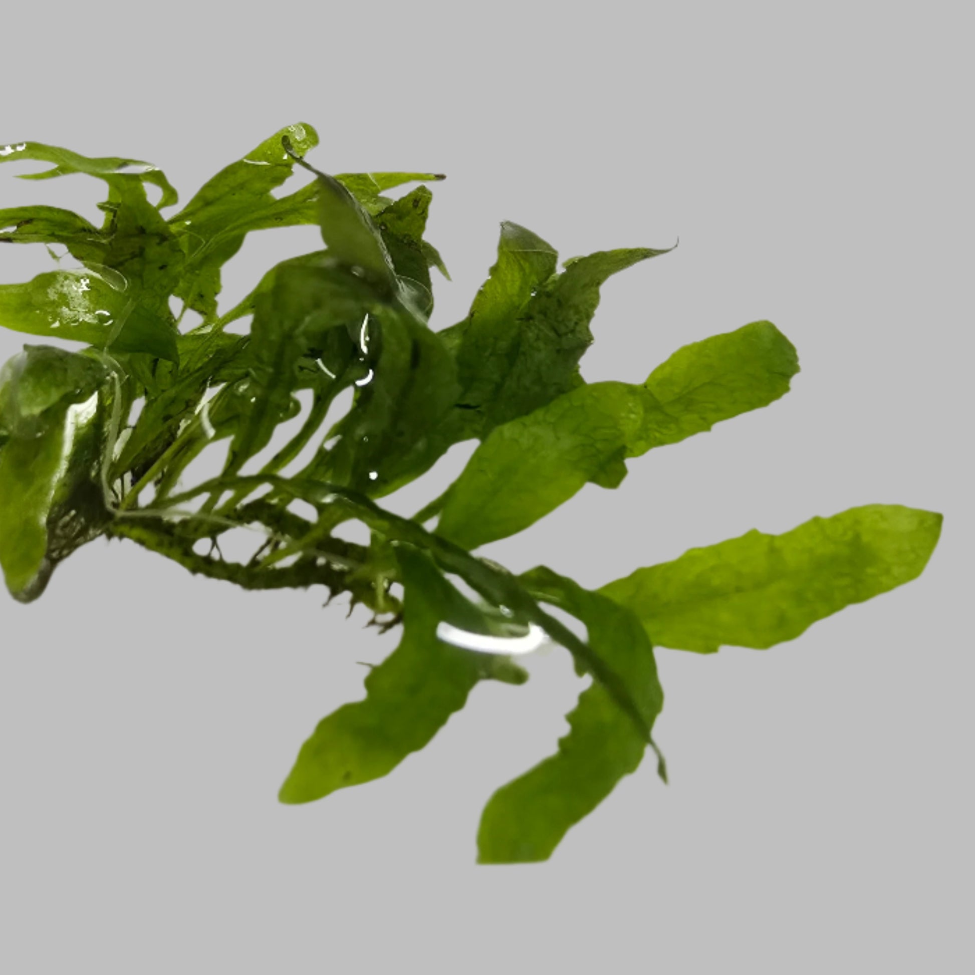 Micro Java Fern clump on light gray backgound 