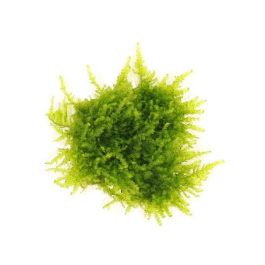 Green Mini Christmas Moss on White Background 