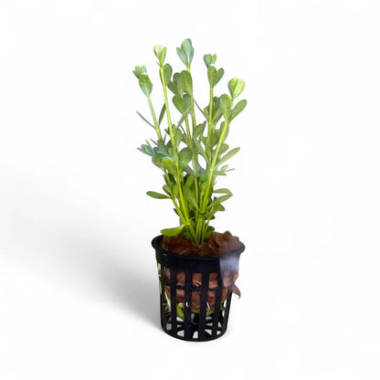 Bacopa Monnieri Pot