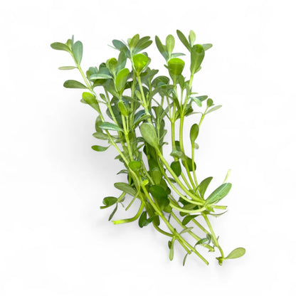 Bacopa Monnieri Pot