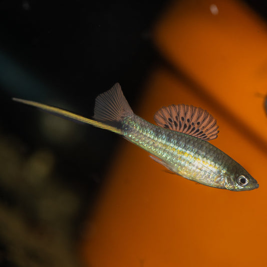 Male Montezuma Swordtail