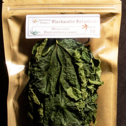 Black Mulberry Leaves x 10 | Blackwater Botanicals