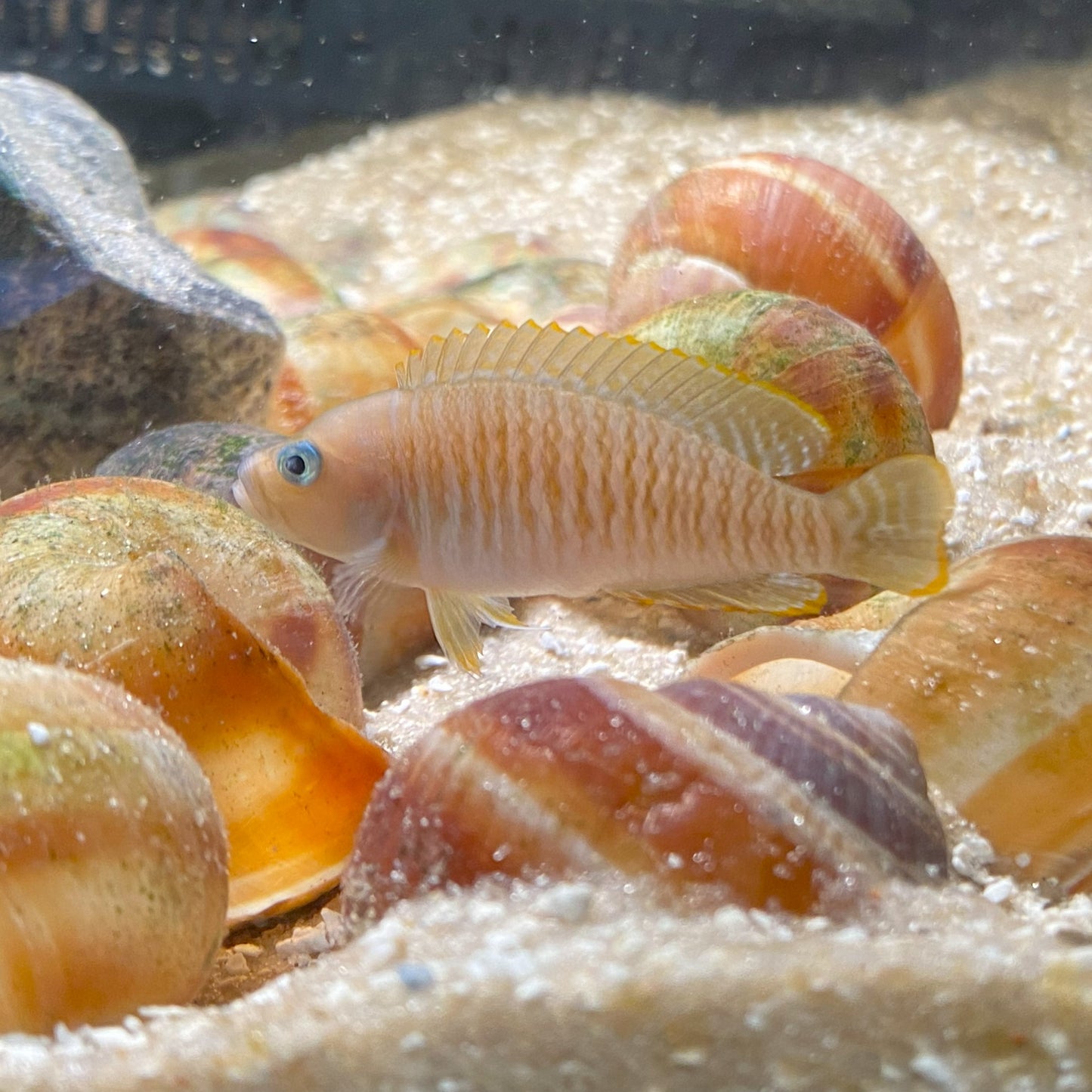 Neolamprologus Multifasciatus - Multies