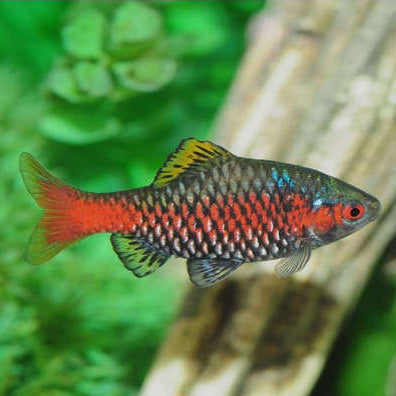 Odessa barb (Pethia padamya) male on green plant background 