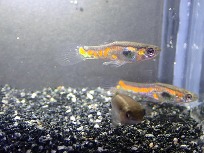 Endler's livebearer - Poecilia Wingei - Assorted Males only