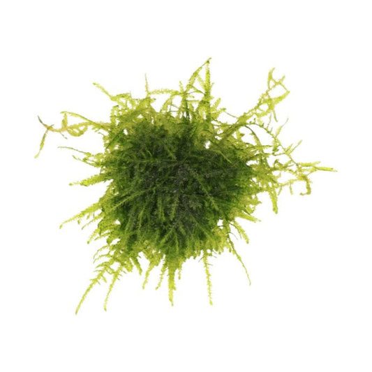 Green Peacock Moss on white background