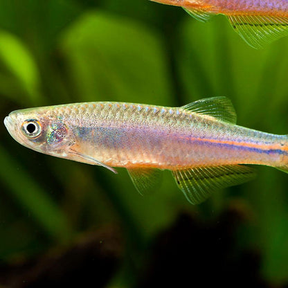 Blue Pearl Danio swiming in frount of green plants