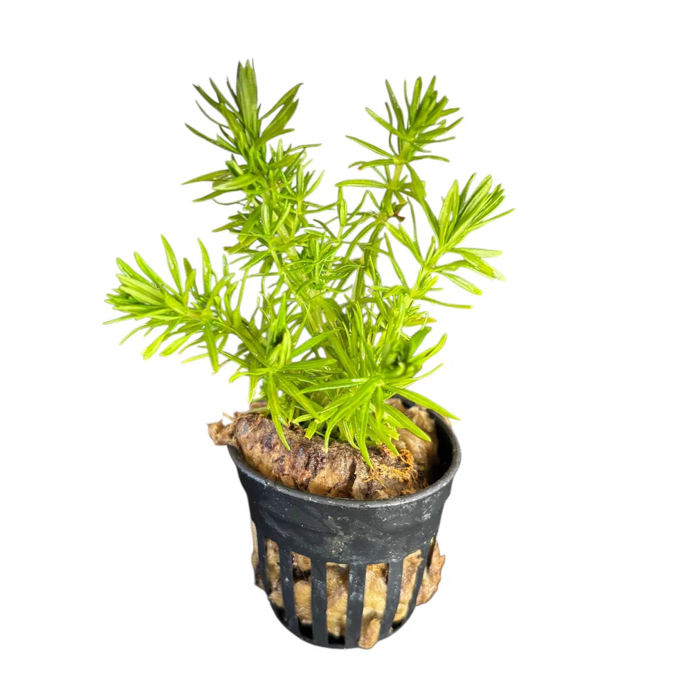 Pogostemon Erectus Emersed Pot