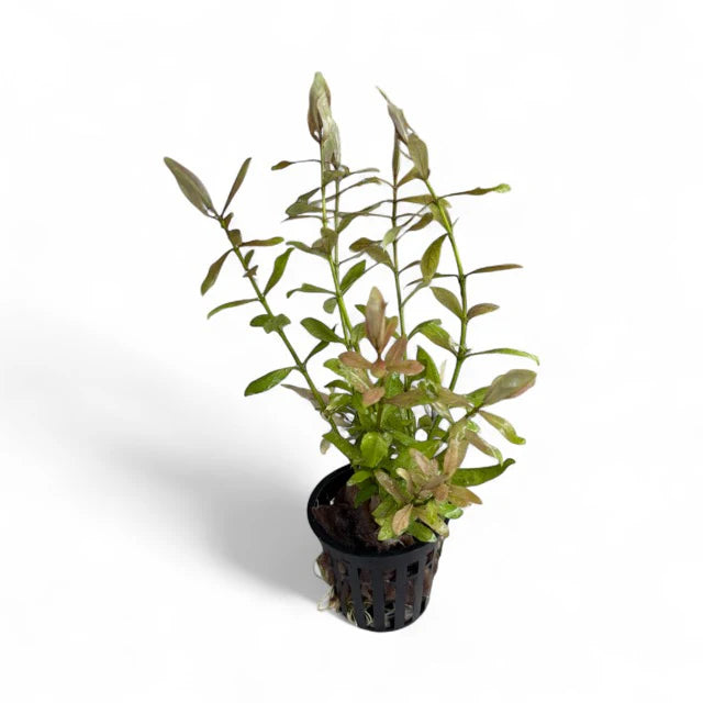 Hygrophila Polysperma