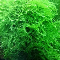Queen Moss - Vesicularia sp. ‘Queen’