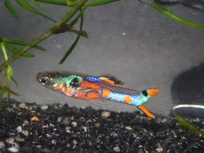 Endler's livebearer - Poecilia Wingei - Assorted Males only