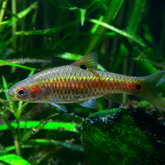 Redside Barb - Puntius Bimaculatus