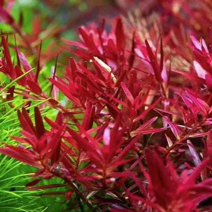 Submersed grown Rotala Blood Red in forfrount and green plant beside.
