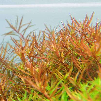 Rotala Vietnam H'ra
