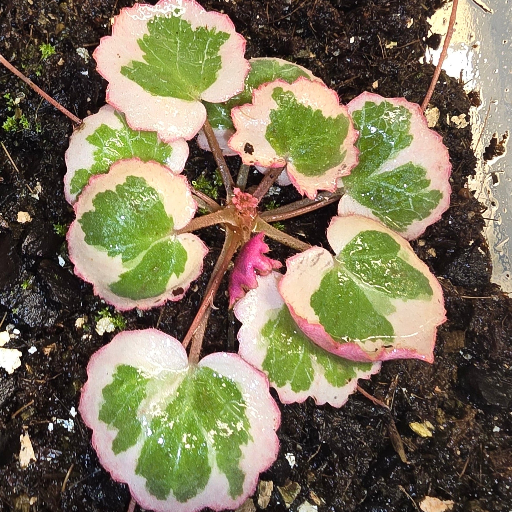 Saxifraga Stolonifera 'Variegata', Strawberry Begonia
