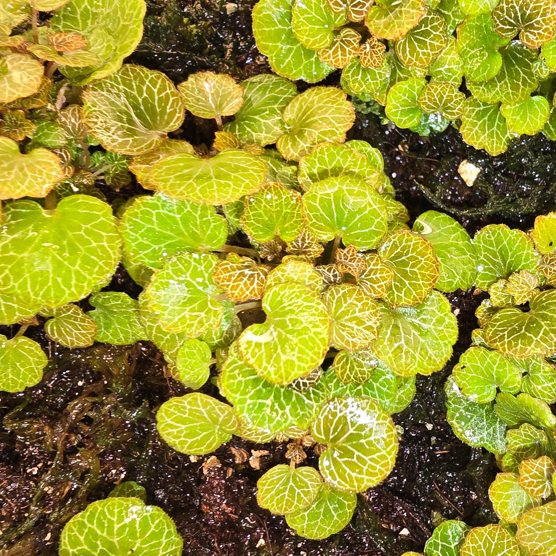 Saxifraga stolonifera 'Yakushima', Dwarf Strawberry Begonia