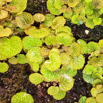 Saxifraga stolonifera 'Yakushima', Dwarf Strawberry Begonia in prop box 