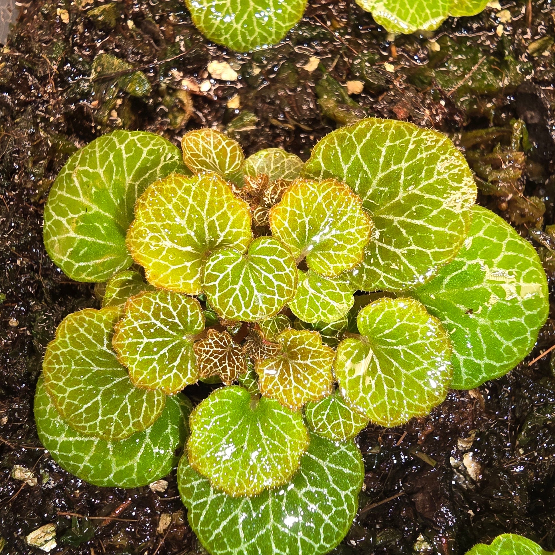 Saxifraga stolonifera 'Yakushima', Dwarf Strawberry Begonia