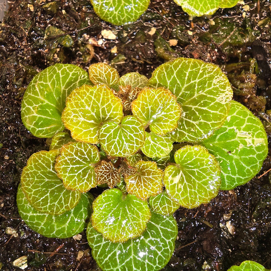 A close-up of a green leafy plant with bright yellow-green variegated veins growing in dark soil.