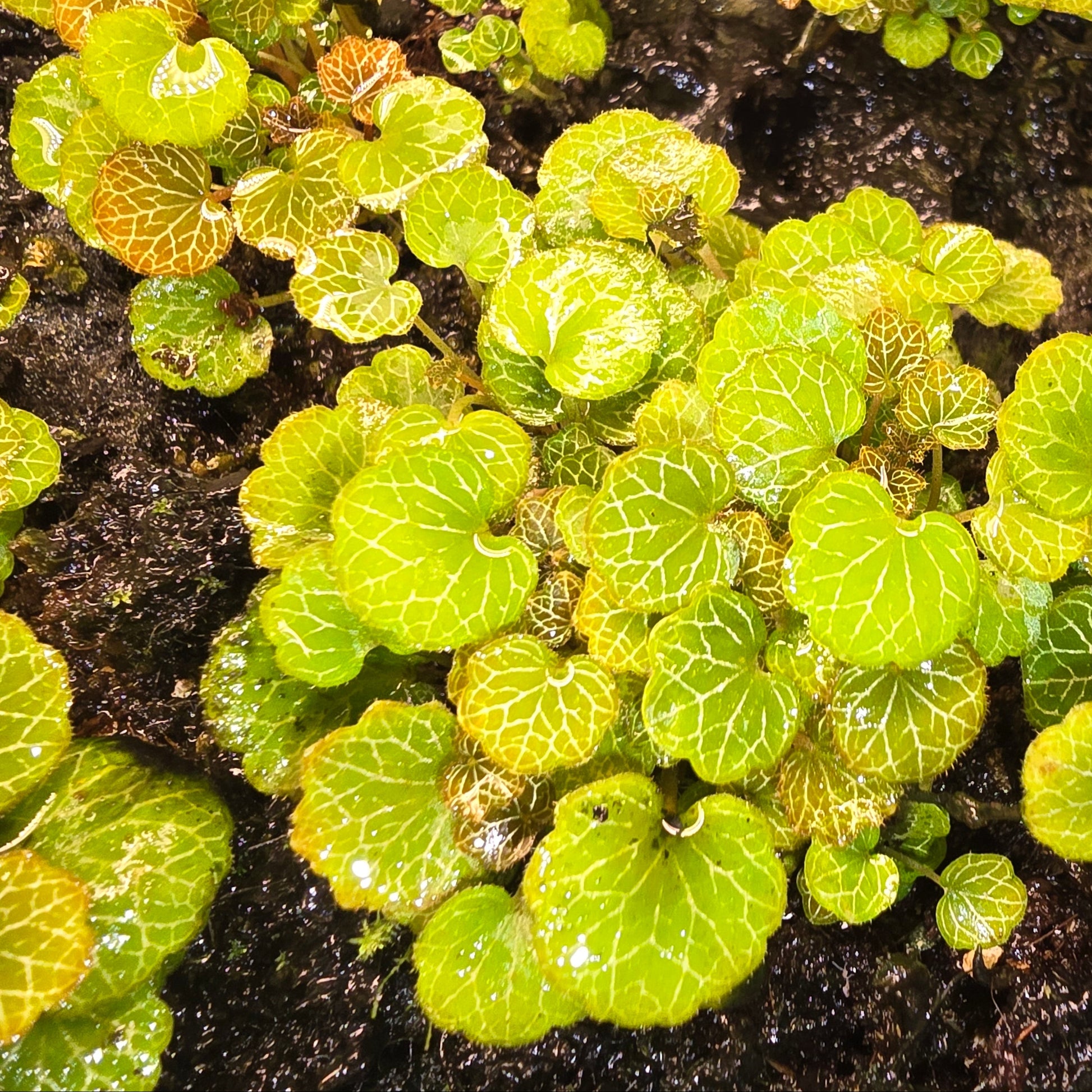 Saxifraga stolonifera 'Yakushima', Dwarf Strawberry Begonia