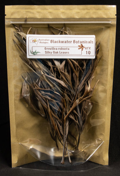 Silky Oak Leaves x 10 | Blackwater Botanicals