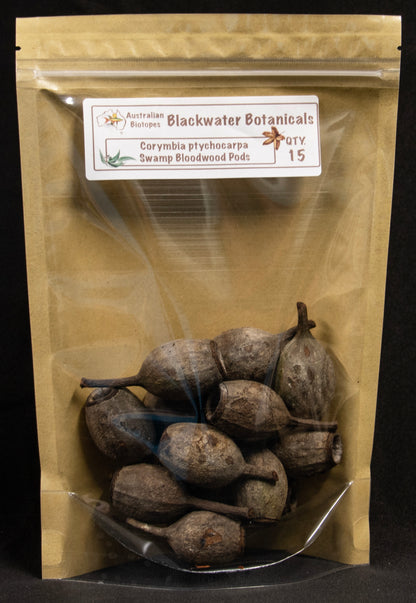 Swamp Bloodwood Pods x 15 | Blackwater Botanicals