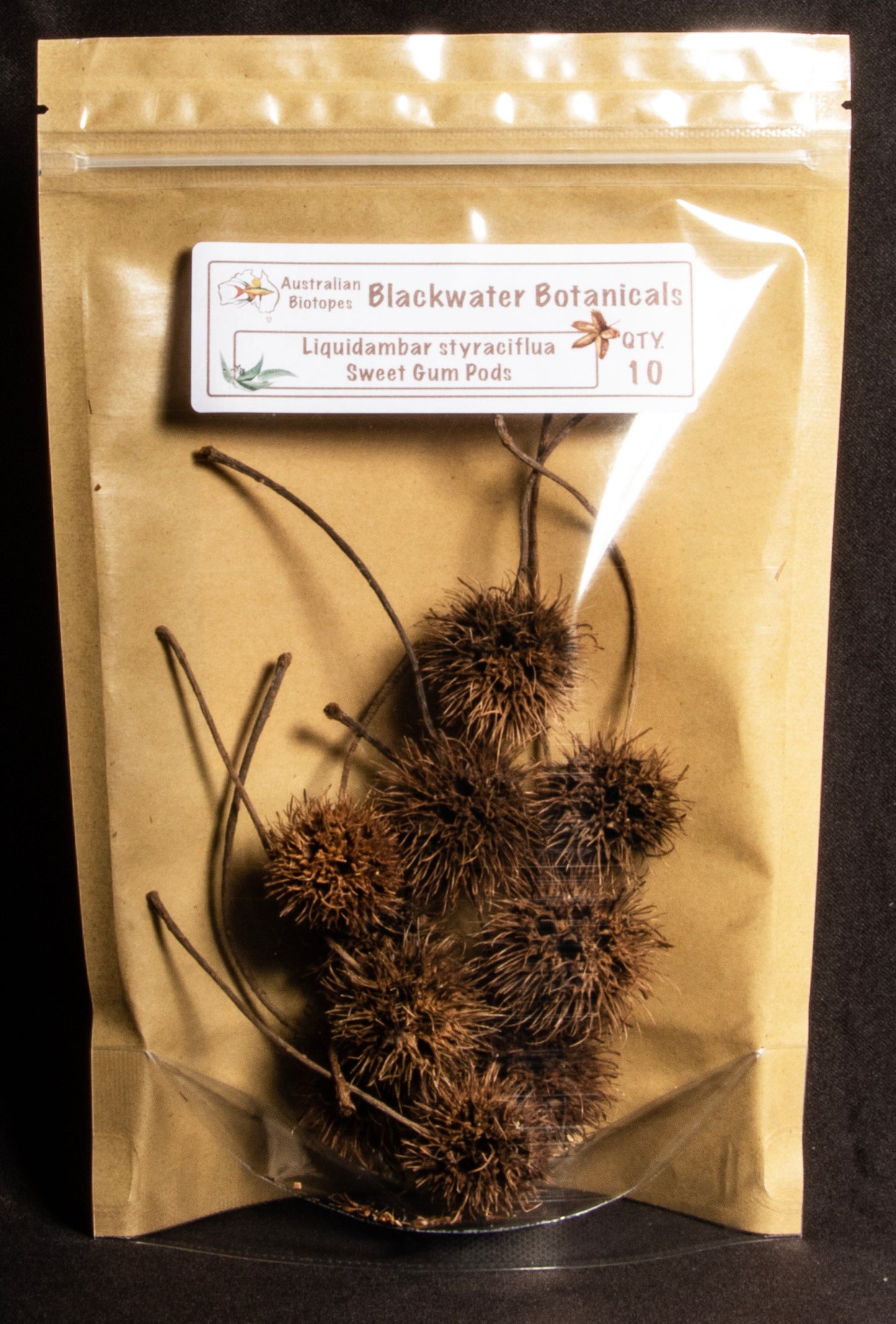 Sweet Gum Pods x 10 | Blackwater Botanicals