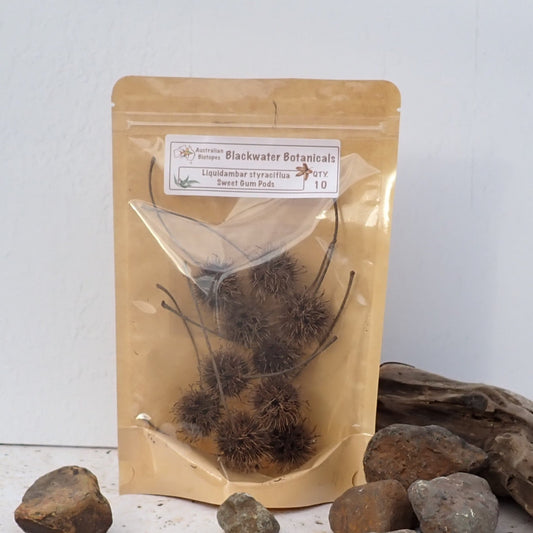 Sweet Gum Pods x 10 | Blackwater Botanicals