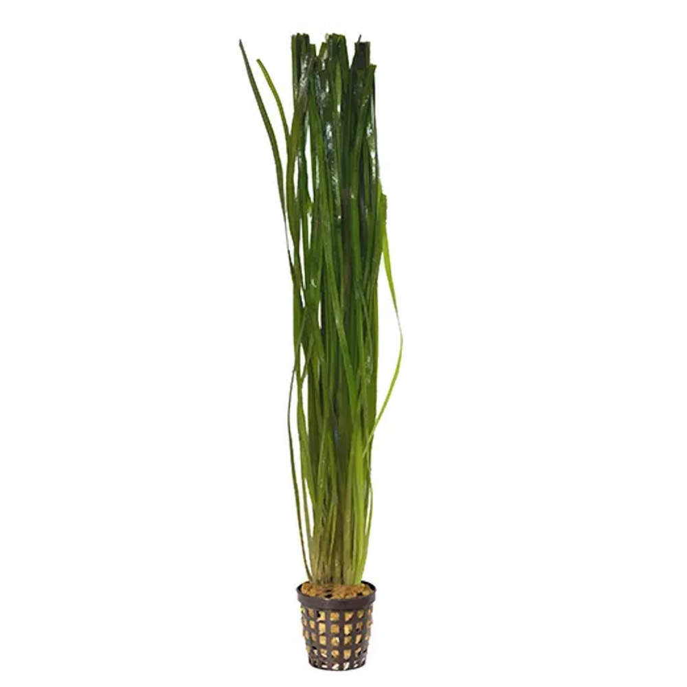 Plant - Vallisneria Thin